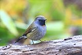 Rufous-gorgeted Flycatcher